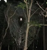 Web.webp