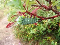 cecropia1.webp