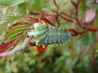cecropia.webp