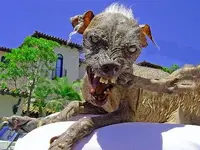 ugly-dog.webp