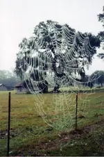 web (2).webp