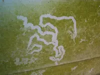 Picture 113.webp