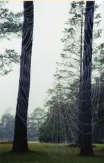 spiderweb2 (4).webp