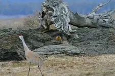 marsh 4 - 14 - 6 050_RT8_3.webp