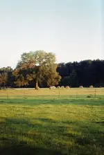 bales1 (2).webp
