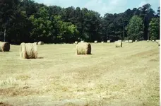 bales3 (2).webp