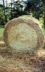 bales4 (4).webp