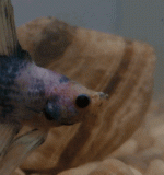 agate.gif