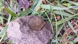 IHP-dirt plug.webp IHP-dirt plug.webp