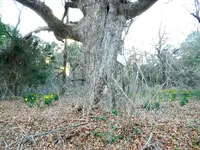 Witness Tree 01.webp
