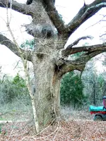 Witness Tree 06.webp