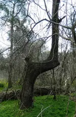 Tree 5 Honey Moon Hill Sand Road 2.webp