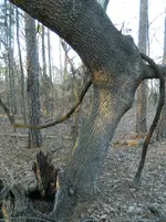 Tree 8 Eight-001.webp