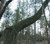 Tree 8 Eight-059.webp