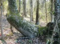 tree 75 acres  (10).webp