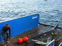 635664254744030835-shark-mary-lee-ocearch-1.webp
