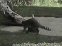 animal-gif-Raccoon-steals-hops-away.gif