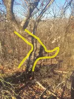 Hoot Owl Tree Highlighted.webp