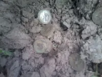 1223151408a.webp
