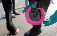 crocs_for_horses1.webp