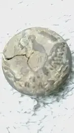 1452522107053-932154455.webp