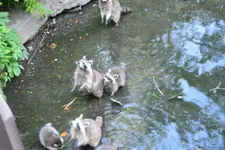 DSC_0311.webp