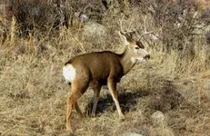 buck 1-4-16.webp