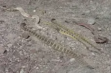 snakes01.webp
