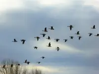 walk 013016 2.webp