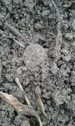 dirt1_zpsai9aofrw.webp dirt1_zpsai9aofrw.webp