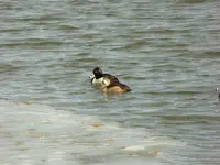 walk 013016 3.webp