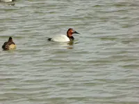 walk 013016 4.webp