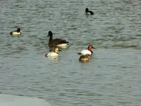 walk 013016 5.webp
