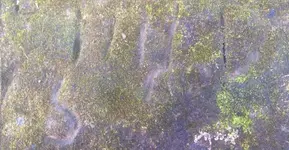 Spring Rock Carving Bottom Carvings.webp