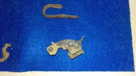 Feb20th  hunt misc.webp