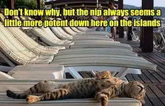 islandnipkitty.webp