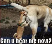 dog-3.webp
