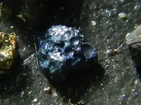 blue3.webp