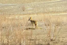 mano hill coyote.webp
