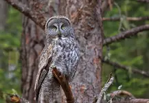 219.webp
