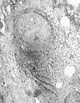 431366_2440993524659_1856042698_n.webp