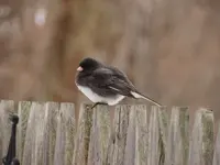 DSCN9860.webp