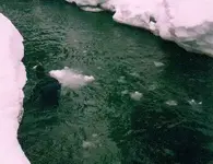 WINTER001.webp