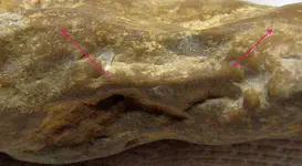 a22.webp