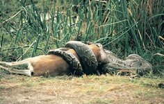 Burmese-python-eating-deer-other-Everglades-wildlife-sparked-the-great-Florida-snake-hunt.jpg
