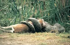 Burmese-python-eating-deer-other-Everglades-wildlife-sparked-the-great-Florida-snake-hunt.webp