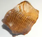 DSCN1349.webp