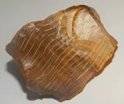 DSCN1354.webp