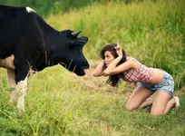 StupidCow.webp