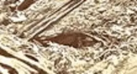 shadow eye 800.webp